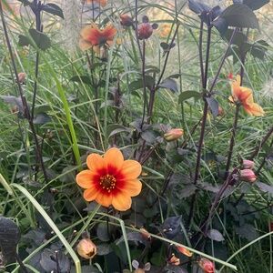 DISSH Black Linen High Waist Rise Flare Leg Pants size 2